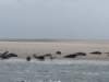 HWK Texel 111_small.jpg